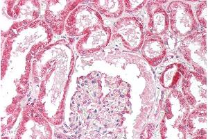ABIN190918 (5µg/ml) staining of paraffin embedded Human Kidney. (OSBPL5 antibody  (N-Term))