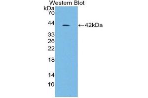Western Blotting (WB) image for anti-Insulin (INS) antibody (ABIN1868716)
