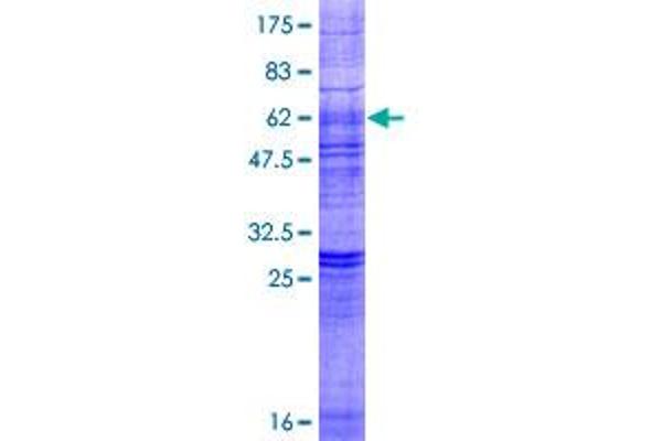 LPAR3 Protein (AA 1-353) (GST tag)