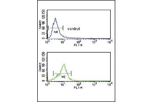 CRHR2 Antibody (N-term) (ABIN390757 and ABIN2841015) flow cytometry analysis of K562 cells (bottom histogram) compared to a negative control cell (top histogram). (CRHR2 antibody  (N-Term))