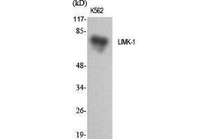 Western Blot (WB) analysis of specific cells using LIMK-1 Polyclonal Antibody. (LIM Domain Kinase 1 antibody  (Internal Region))