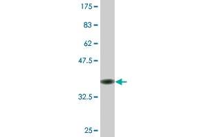 Western Blot detection against Immunogen (36. (RNF138 antibody  (AA 51-150))