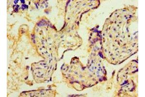 Immunohistochemistry of paraffin-embedded human placenta tissue using ABIN7161584 at dilution of 1:100 (NMNAT3 antibody  (AA 1-215))