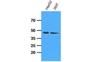 Western Blotting (WB) image for anti-Adenosine Kinase (ADK) antibody (ABIN781539) (ADK antibody)