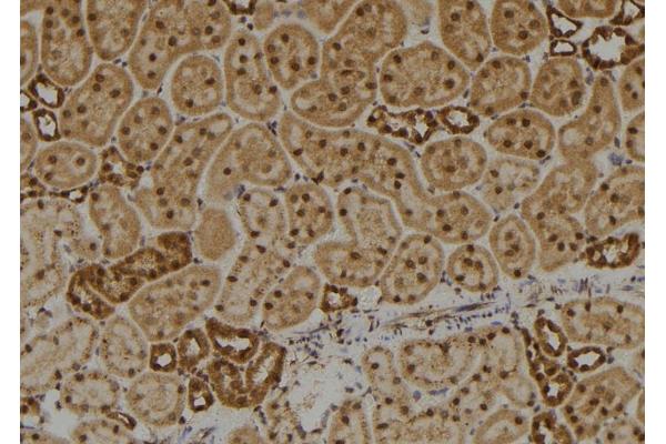 DIRC1 antibody