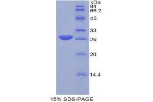 SDS-PAGE (SDS) image for Glutathione S-Transferase alpha 1 (GSTA1) (AA 2-223) protein (His tag) (ABIN1079679) (GSTA1 Protein (AA 2-223) (His tag))