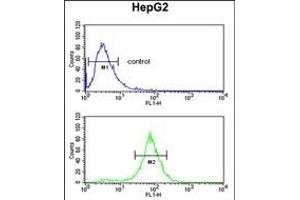 ELOVL2 Antibody (N-term) (ABIN653138 and ABIN2842714) flow cytometric analysis of HepG2 cells (bottom histogram) compared to a negative control cell (top histogram). (ELOVL2 antibody  (N-Term))