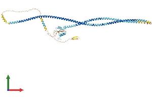 AlphaFold protein structure predicition of Human Recombinant CLEC4F Protein, UniprotID Q8N1N0 (CLEC4F Protein (AA 1-589) (His tag))