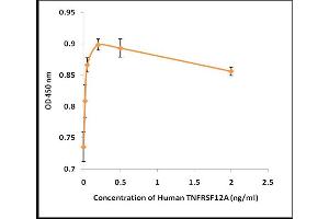 TNFRSF12A Protein