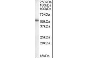 Image no. 1 for anti-Cytochrome P450, Family 19, Subfamily A, Polypeptide 1 (CYP19A1) (Internal Region) antibody (ABIN374919)