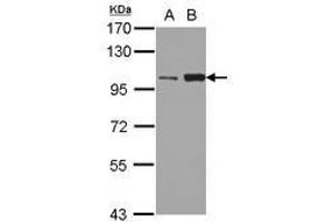 Image no. 1 for anti-Kinesin Family Member 3C (KIF3C) (AA 482-790) antibody (ABIN1499046) (KIF3C antibody  (AA 482-790))