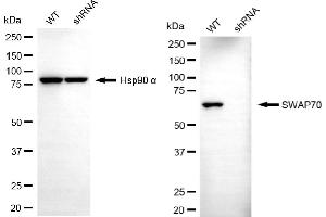 Western blotting analysis using SWAP70 antibody (ABIN7800474).