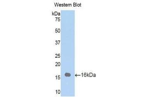 Western Blotting (WB) image for anti-Surfactant Protein D (SFTPD) (AA 259-374) antibody (ABIN1860608) (SFTPD antibody  (AA 259-374))