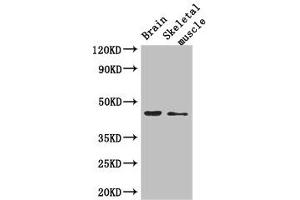 Western Blot Positive WB detected in: Mouse brain tissue, Mouse skeletal muscle tissue All lanes: AJAP1 antibody at 2. (AJAP1 antibody  (AA 308-394))