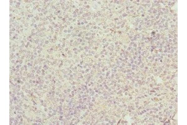 M6PR antibody  (AA 1-277)