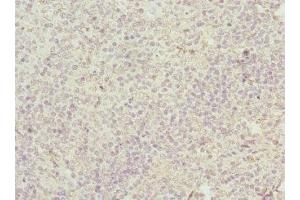 Immunohistochemistry of paraffin-embedded human tonsil tissue using ABIN7147043 at dilution of 1:100 (M6PR antibody  (AA 1-277))