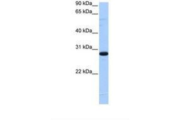 TCEANC2 antibody  (N-Term)