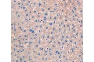 Immunohistochemistry (IHC) image for anti-Apolipoprotein B (APOB) (AA 3360-3526) antibody (ABIN1077819)