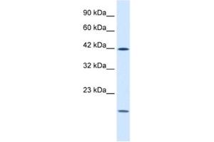 Western Blotting (WB) image for anti-Upstream Transcription Factor 1 (USF1) antibody (ABIN2460950) (USF1 antibody)