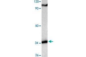 Western blot analysis of HeLa cell lysate with CCND3 polyclonal antibody  at 1:500 dilution. (Cyclin D3 antibody)