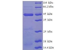 SDS-PAGE (SDS) image for MAF1 Homolog (MAF1) (AA 1-256), (full length) protein (His-SUMO Tag) (ABIN4975698) (MAF1 Protein (AA 1-256, full length) (His-SUMO Tag))