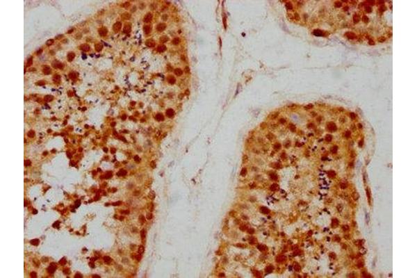 PRPF4 antibody  (AA 120-266)