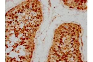 IHC image of ABIN7164157 diluted at 1:200 and staining in paraffin-embedded human testis tissue performed on a Leica BondTM system. (PRPF4 antibody  (AA 120-266))