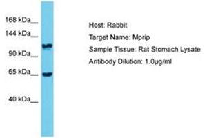 Image no. 1 for anti-Myosin Phosphatase rho Interacting Protein (MPRIP) (AA 771-820) antibody (ABIN6750397) (MPRIP antibody  (AA 771-820))