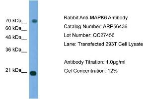 WB Suggested Anti-MAPK6  Antibody Titration: 0. (MAPK6 antibody  (Middle Region))