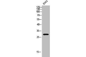 Western Blot analysis of K562 cells using MARCH3 Polyclonal Antibody (MARCH3 antibody  (Internal Region))