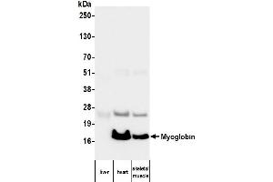 Western Blotting (WB) image for anti-Myoglobin (MB) antibody (ABIN7795605)
