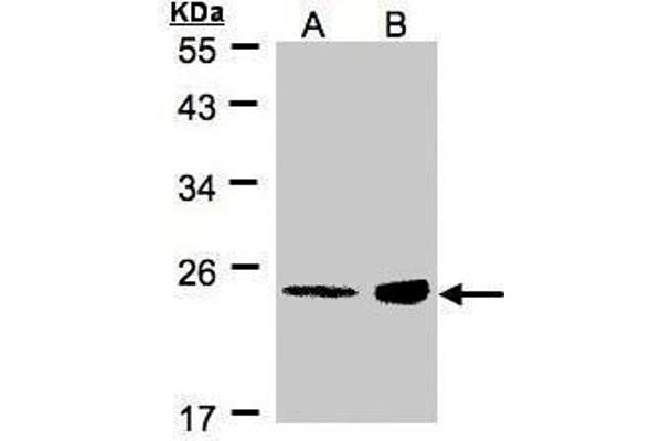 R-Ras antibody  (Center)