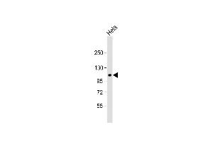 G Protein-Coupled Receptor 115 antibody  (C-Term)