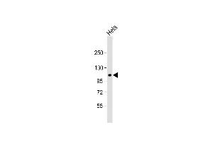 Anti-GP Antibody (C-term) at 1:1000 dilution + Hela whole cell lysate Lysates/proteins at 20 μg per lane. (G Protein-Coupled Receptor 115 antibody  (C-Term))