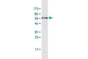 Western Blot detection against Immunogen (68. (NR1H3 antibody  (AA 1-387))