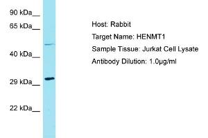 Host: Rabbit Target Name: HENMT1 Sample Tissue: Human Jurkat Whole Cell Antibody Dilution: 1ug/ml (HENMT1 antibody  (N-Term))