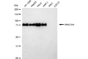 Western blotting analysis using PRKCSH antibody (ABIN7799984).