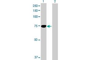 Western Blot analysis of TGFBI expression in transfected 293T cell line by TGFBI MaxPab polyclonal antibody.