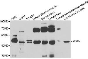 Western blot analysis of extracts of various cell lines, using MSTN antibody. (MSTN antibody)
