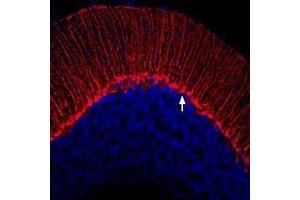 Expression of KV1. (KCNA3 antibody  (Extracellular))