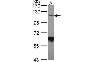 IPO7 antibody  (C-Term)