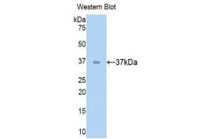 Western Blotting (WB) image for anti-Surfactant Protein D (SFTPD) (AA 21-375) antibody (ABIN1174133) (SFTPD antibody  (AA 21-375))