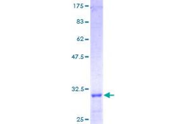 Laminin gamma 1 Protein (AA 1-38) (GST tag)