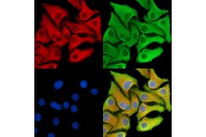 ABIN7095397 and ABIN7099454 staining Hela cells by IF/ICC. (Stabilin 2 (STAB2) antibody)