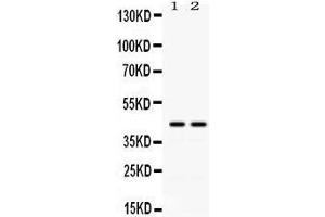 Observed bind size: 42KD (RAD51C antibody  (Middle Region))