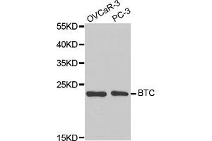 Western blot analysis of extracts of various cell lines, using BTC antibody (ABIN5971411) at 1/1000 dilution. (Betacellulin antibody)