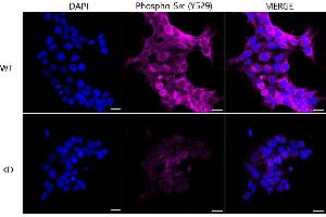 Immunocytochemical staining of Hela cells using PA2G4 antibody (ABIN7799917), 1:1,000), Top panel: wild-type (WT), Bottom panal: PA2G4 shRNA knockdown (KD). (Recombinant PA2G4 antibody)