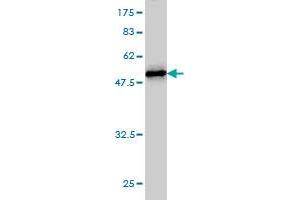 NOP16 antibody  (AA 1-178)