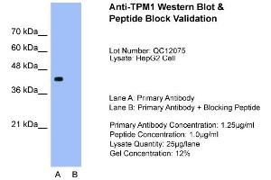 Host:  Rabbit  Target Name:  TPM1  Sample Type:  HepG2  Lane A:  Primary Antibody  Lane B:  Primary Antibody + Blocking Peptide  Primary Antibody Concentration:  1. (Tropomyosin antibody  (N-Term))