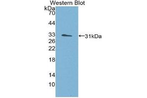 Western Blotting (WB) image for anti-Structure Specific Recognition Protein 1 (SSRP1) (AA 6-246) antibody (ABIN1980509) (SSRP1 antibody  (AA 6-246))
